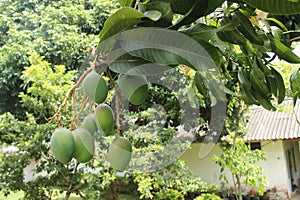 Fruit plantations in a very fertile tropical climate. green mango with a little red mixture on the peel