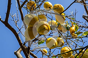 Fruit plants. Citrus Limon. Ripe fruits hanging on a lemon tree against the background of a blue sky