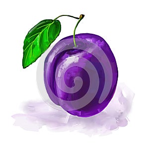 Fruit plum Vector illustration hand drawn