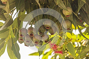 The fruit pods or ´Gum Nuts´ with blossom red flowers of the Red Gum Tree - Eucalyptus Ficifolia.