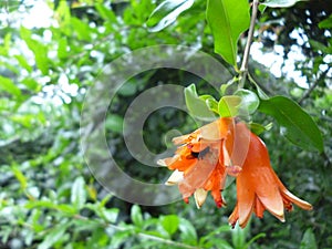 Fruit of the pomegranate flowers