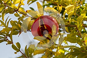 Fruit of the pomegranate, ripe pomegranate on tree