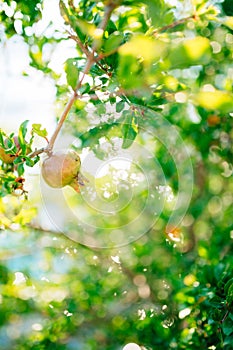 The fruit of a pomegranate on a tree branch.