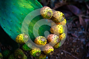 The fruit of the prickly pear cactus macro