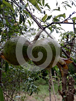 Fruit ,promaganate , srilankan fruit ,garden ,srilanka