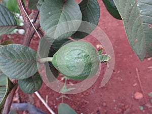 Fruit of Psidium guajava plant