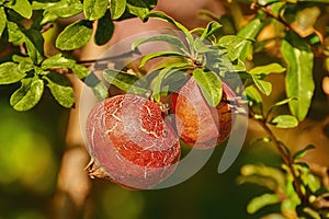 Fruit of Punica Granatum photo