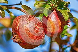 Fruit of Punica Granatum photo