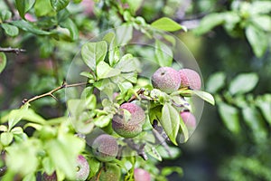 The fruit of quince blooming in garden photo