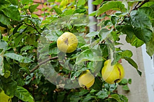 Fruit of the Quince Tree ripening in late summer