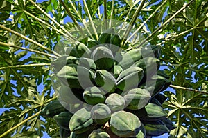 The fruit of raw papaya on the plant.