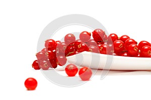 Fruit: red currant isolated on white