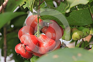 Fruit red jambu