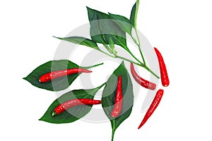 The fruit of a red pepper with green leaves Isolated with clipping path on a white background. Top view