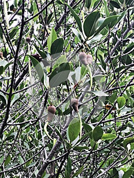 Fruit of Rhizophora mucronata or Loop-root mangrove or Red mangrove or Asiatic mangrove tree.