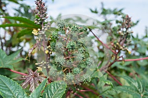 Fruit of Ricinus communis the castorbean or castor-oil-plant. Green castor oil plant on the tree