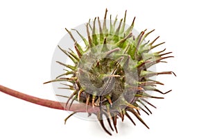 Fruit of ricinus communis close-up. isolated on white background