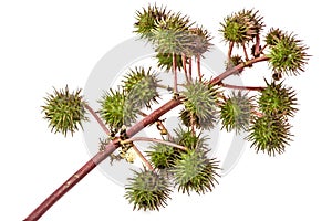 Fruit of ricinus communis close-up. isolated on white background