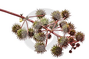 Fruit of ricinus communis close-up. isolated on white background