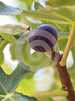 The fruit of ripe dark burgundy figs on a young light green tree