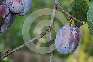 De maduro ciruela sobre el un árbol en Huerta 