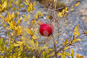 A fruit of ripe pomegranate and ready to eat photo