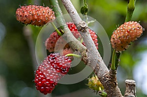 Fruit ripening on morus nigra or dwarf mulberry tree