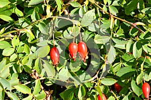 The fruit of rosehip Latin. Fructus Rosae is a medicinal vegetable raw material