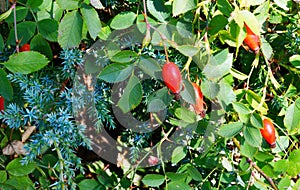 The fruit of rosehip Latin. Fructus Rosae is a medicinal vegetable raw material