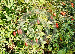 The fruit of rosehip Latin. Fructus Rosae is a medicinal vegetable raw material