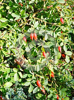 The fruit of rosehip Latin. Fructus Rosae is a medicinal vegetable raw material