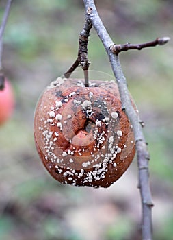 Fruit rot of apples damaged by moniliosis (Monilinia