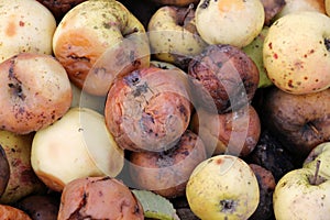 Fruit rot of apples damaged by moniliosis (Monilinia
