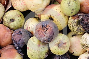 Fruit rot of apples damaged by moniliosis (Monilinia