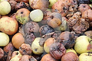 Fruit rot of apples damaged by moniliosis (Monilinia