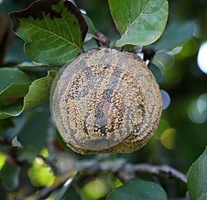 Fruit rot of quince damaged by moniliasis (Monilinia