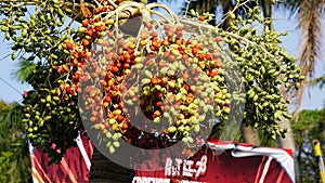 The fruit of Roystonea regia (Also called Cuban royal palm, Florida royal palm)