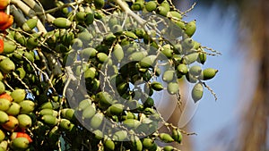 The fruit of Roystonea regia (Also called Cuban royal palm, Florida royal palm)