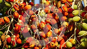 The fruit of Roystonea regia (Also called Cuban royal palm, Florida royal palm)