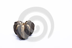 The fruit of the rubber tree Brown seeds Placed