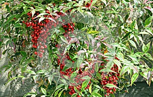 Fruit of Sacred Bamboo or Nandina domestica