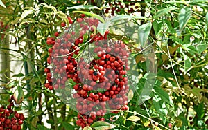 Fruit of Sacred Bamboo or Nandina domestica