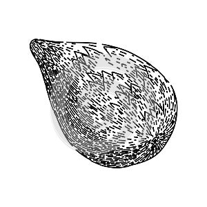 fruit salak fuit sketch hand drawn vector photo