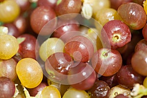 Fruit of Salvadora persica