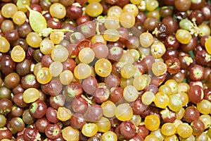 Fruit of Salvadora persica