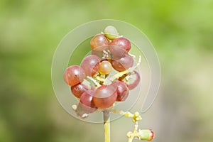 Fruit of Salvadora persica