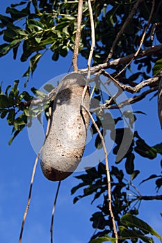 Fruit of Sausage Tree