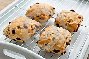 Fruit scones on a cooling tray