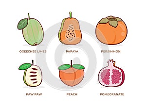 Fruit Set Illustration of various fruits. Ogeechee Lime, Papaya, Persimmon, Paw Paw Fruit, Peach and Pomegranate