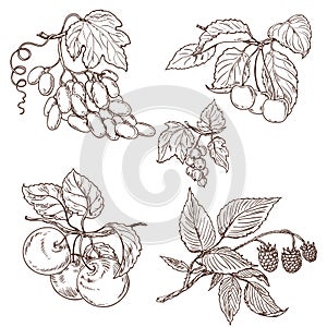 Fruit set sketch